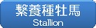 Stallion