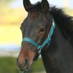 マリノアズラ2025