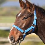 マリノフロンティア2025