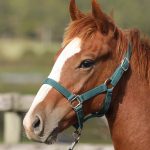 カキツバタアヤメ2025