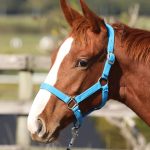 エスペランサフラグ2025