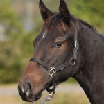 ルレーブアマゾン2025