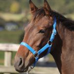 クラウンイヴ2025