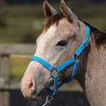 クラウンハッピー2025