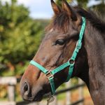 マリノソフィア2025