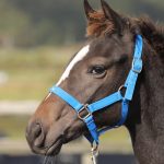 マリノジェノヴァ2025