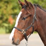 マリノリヴィエール2025