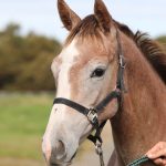 クラウンロマン2025