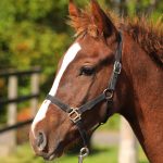 マリノニジェール2025