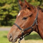 マリノフィリア2025