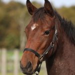 クラウンアイリス2025