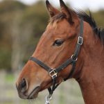 マリノジュリア2025