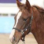 ローブドール2025