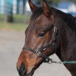 ナオミマリア2025