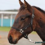 マリノスピカ2025