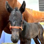 ロマンスシアター2026