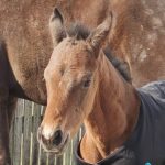 マリノオークション2026