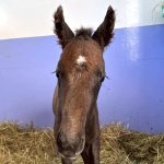 マリノフェアレディ2026