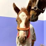 マリノソフィア2026