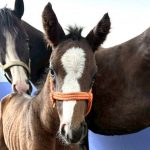 マリノプロヴァンス2026